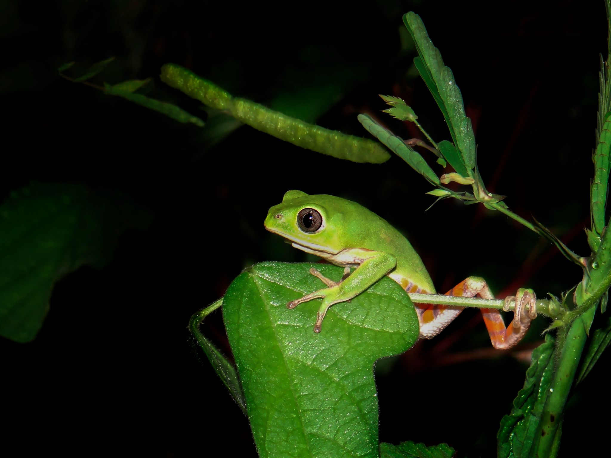 Pithecopus gonzagai 13